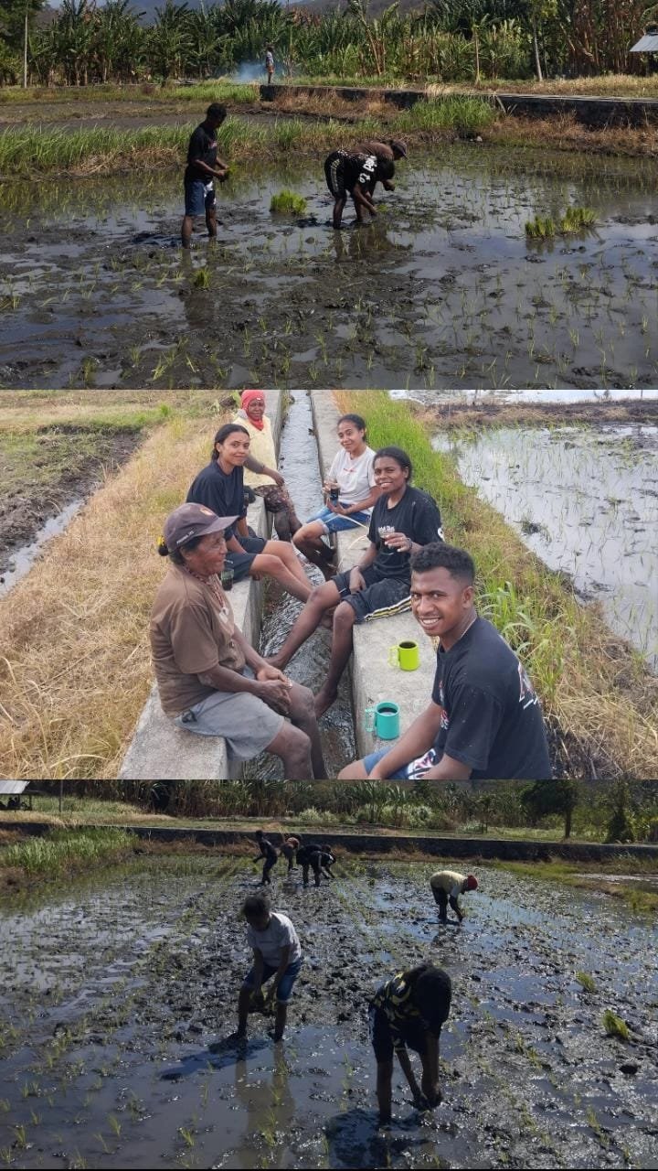 MAHASISWA KBPM UNTRIB KALABAHI BERSAMA ANGGOTA BUMDES LAKUKAN PENANAMAN PADI DI SAWAH DESA TULLENG
