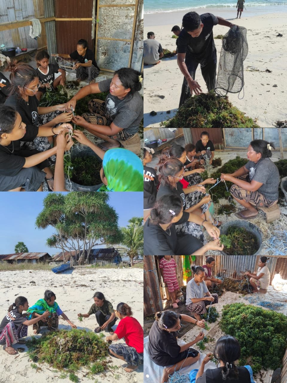 Belajar dari Masyarakat, Mengenal Proses Budidaya Rumput Laut di Desa Allumang