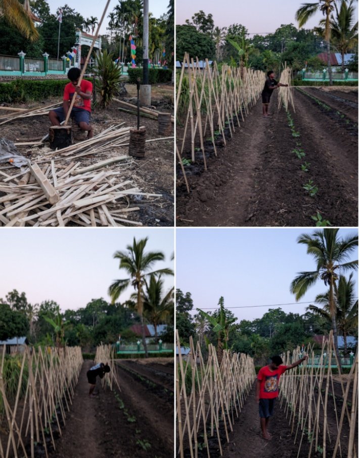 Proses Penanaman Ajir untuk Tanaman Kacang Panjang