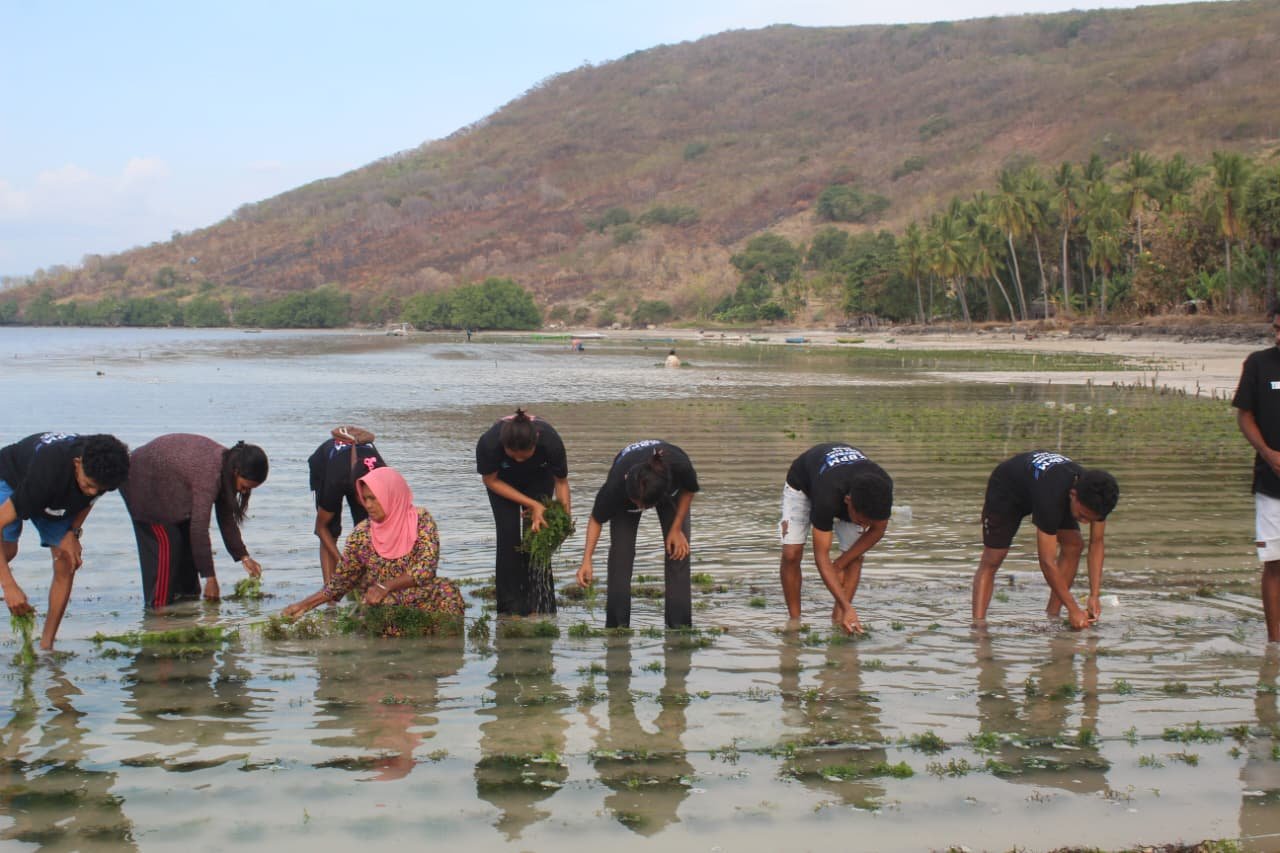 Kegiatan Pembersihan lumut pada Budidaya Rumput Laut Desa Bana