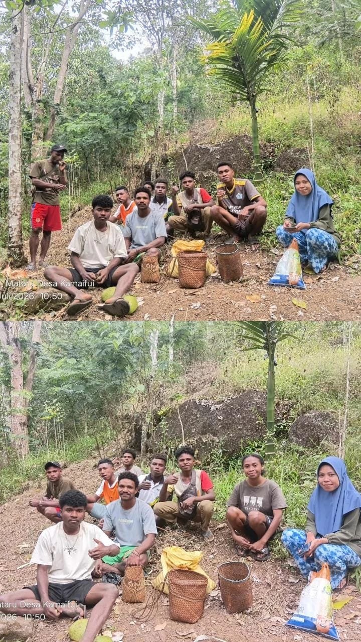 Mahasiswa KBPM Desa Kamaifui Bersama Pemuda Desa Mengumpulkan Kemiri sebagai Bahan Baku Pembuatan Minyak Kemiri.
